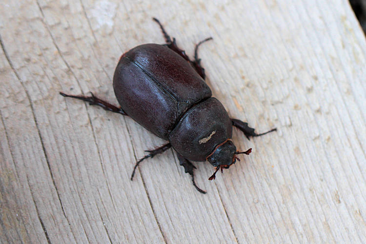 Oryctes nasicornis: Bild 1