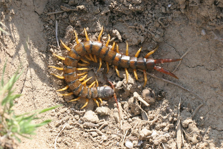 Scolopendra cingulata: Bild 1