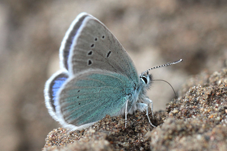 Neolysandra coelestina alticola: Bild 12