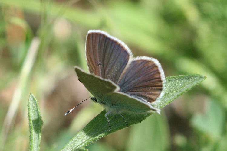 Neolysandra coelestina alticola: Bild 11