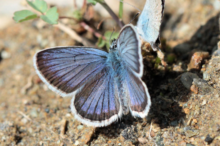 Plebejus argus bella: Bild 12