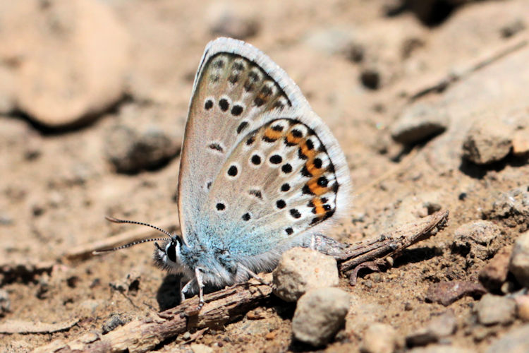 Plebejus argus bella: Bild 27