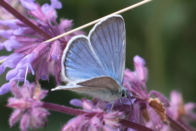 Polyommatus amandus: Bild 9