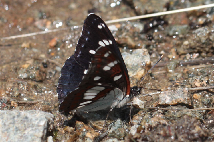 Limenitis reducta reducta: Bild 9