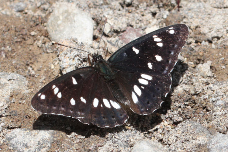 Limenitis reducta reducta: Bild 4