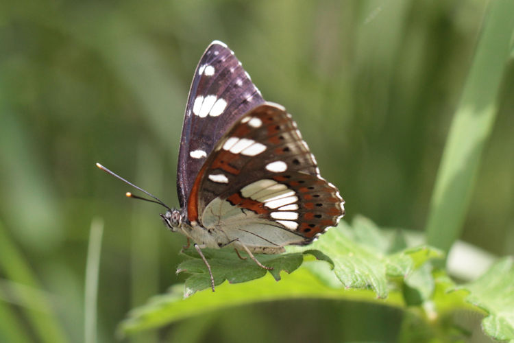 Limenitis reducta reducta: Bild 10