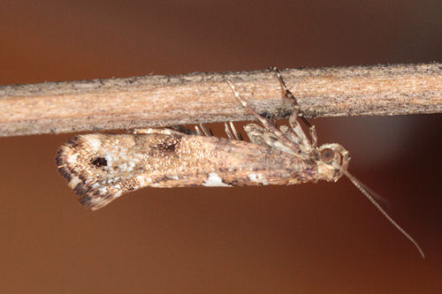 Acrolepiopsis assectella: Bild 4