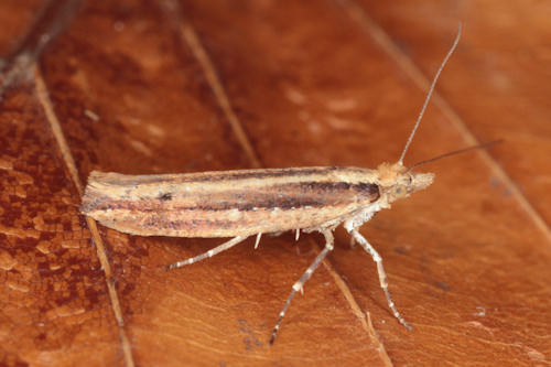 Ypsolopha ustella: Bild 1