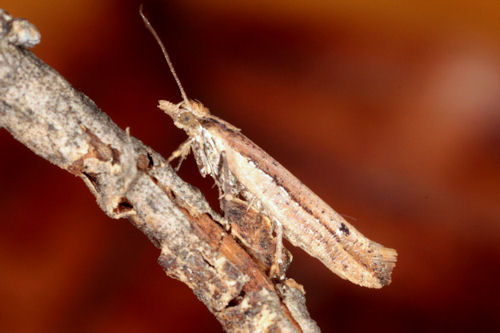 Ypsolopha ustella: Bild 2