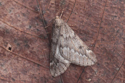 Alsophila aescularia: Bild 12