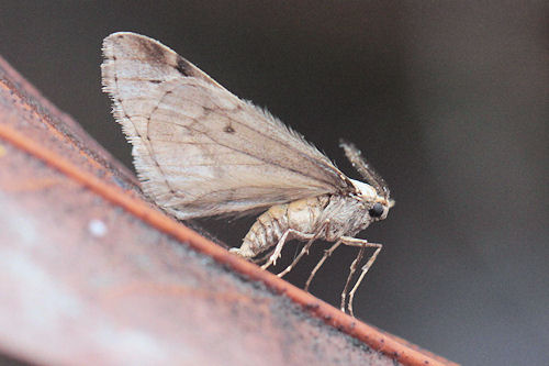 Alsophila aescularia: Bild 29