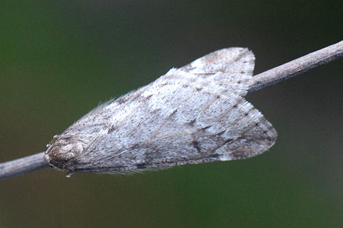 Alsophila aescularia: Bild 13