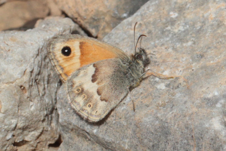 Coenonympha thyrsis: Bild 1