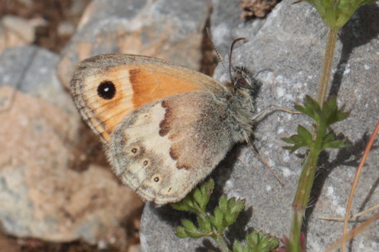 Coenonympha thyrsis: Bild 2