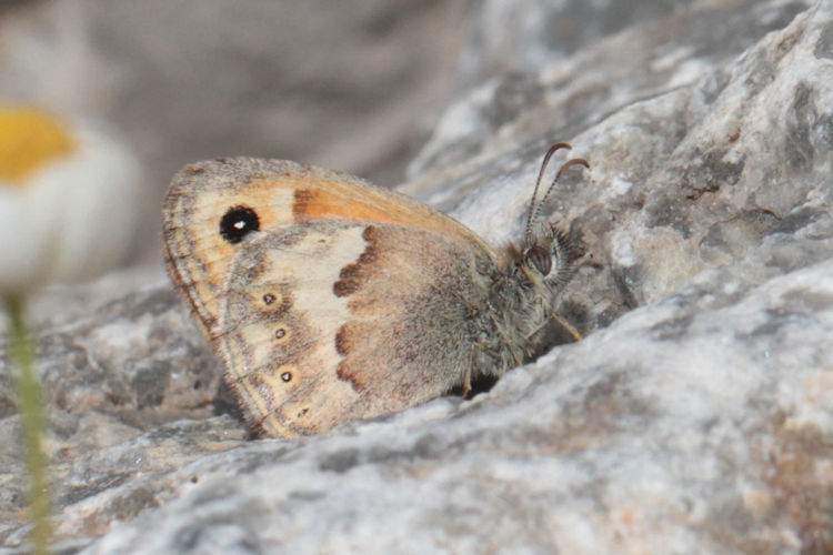 Coenonympha thyrsis: Bild 4