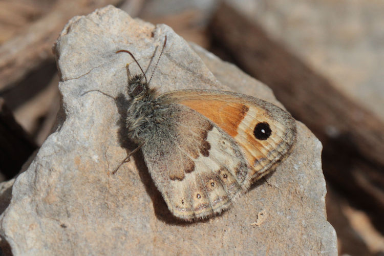 Coenonympha thyrsis: Bild 5