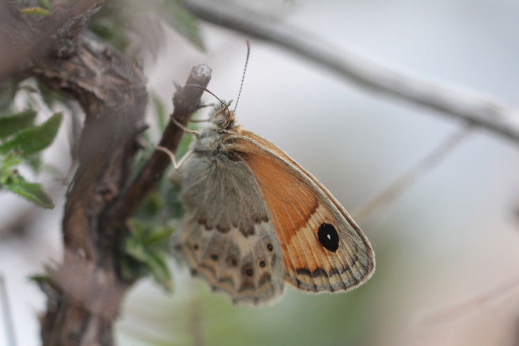 Coenonympha thyrsis: Bild 7