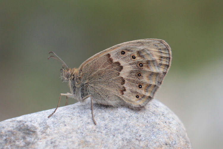 Coenonympha thyrsis: Bild 8