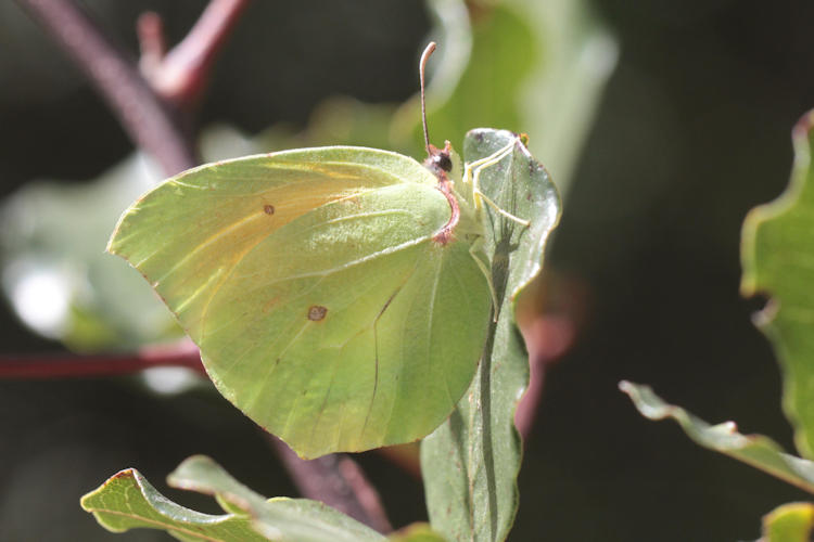 Gonepteryx cleopatra insularis: Bild 1