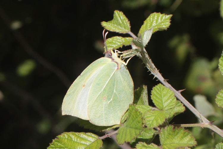 Gonepteryx cleopatra insularis: Bild 2