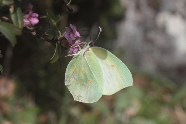 Gonepteryx cleopatra insularis: Bild 3