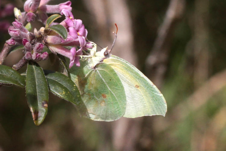 Gonepteryx cleopatra insularis: Bild 5