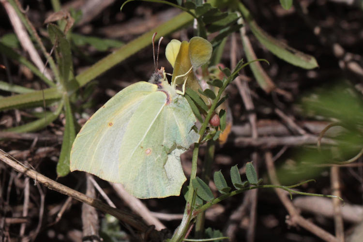 Gonepteryx cleopatra insularis: Bild 7