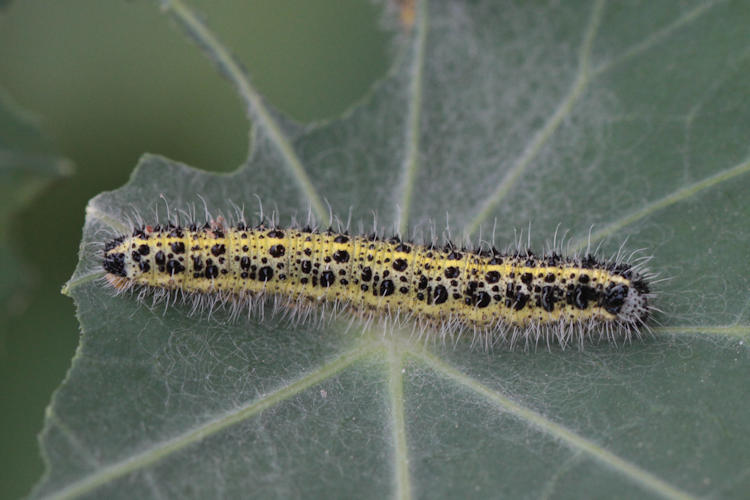 Pieris brassicae: Bild 2