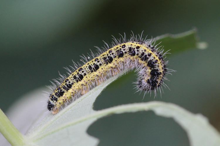 Pieris brassicae: Bild 3