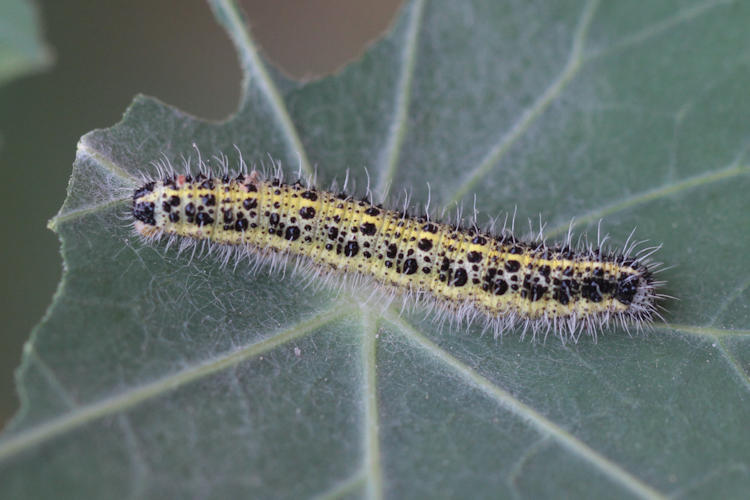 Pieris brassicae: Bild 4