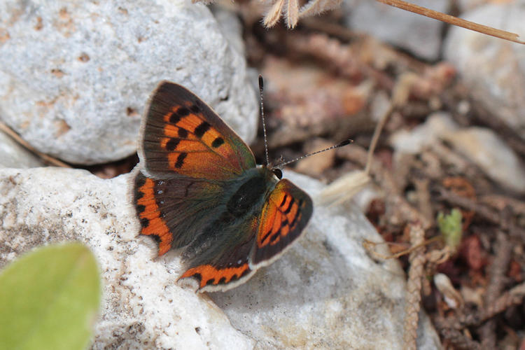 Lycaena phlaeas: Bild 3