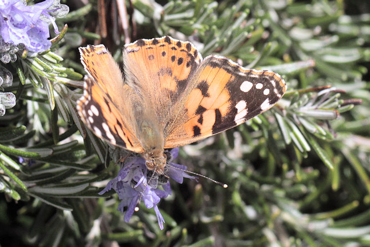 Vanessa cardui: Bild 18