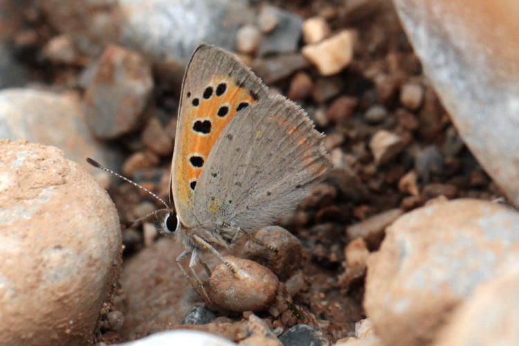 Lycaena phlaeas: Bild 26