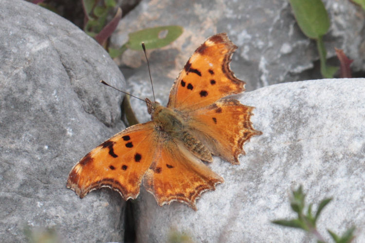 Polygonia egea: Bild 12