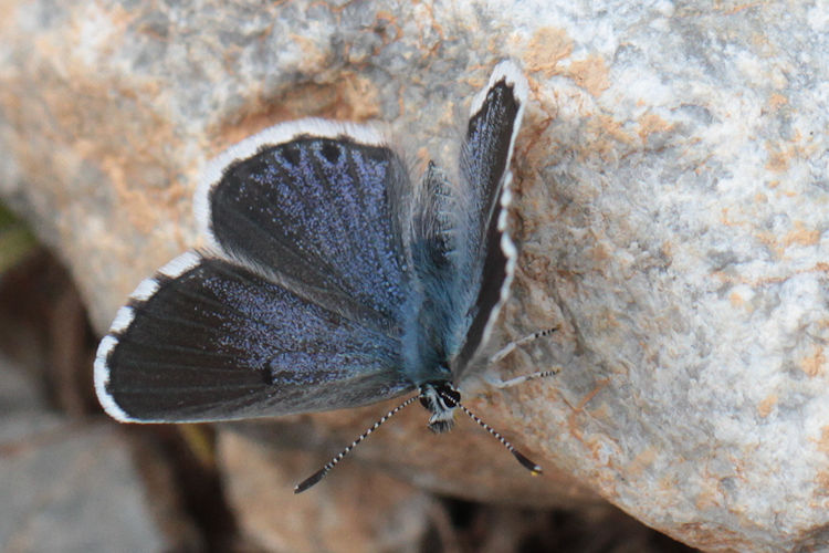 Pseudophilotes vicrama schiffermuelleri: Bild 20