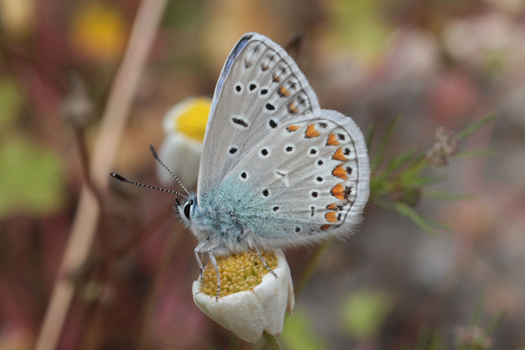 Polyommatus icarus: Bild 50