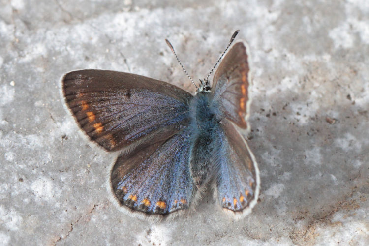 Polyommatus icarus: Bild 28