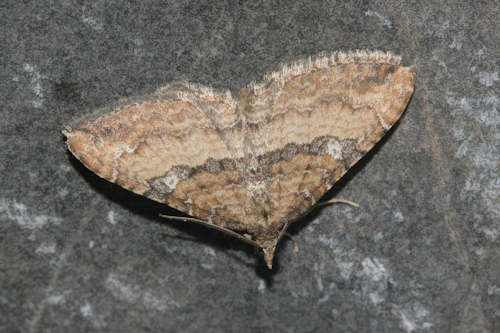 Orthonama obstipata: Bild 2