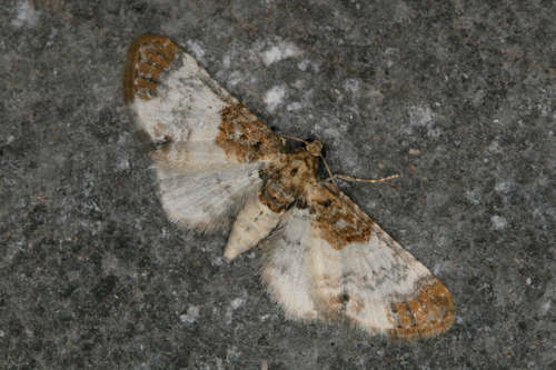 Eupithecia breviculata: Bild 5