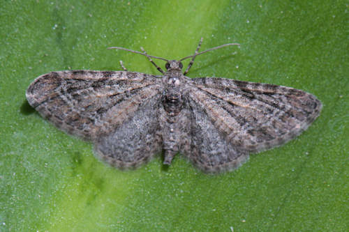 Eupithecia reisserata: Bild 5