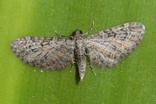 Eupithecia reisserata: Bild 7