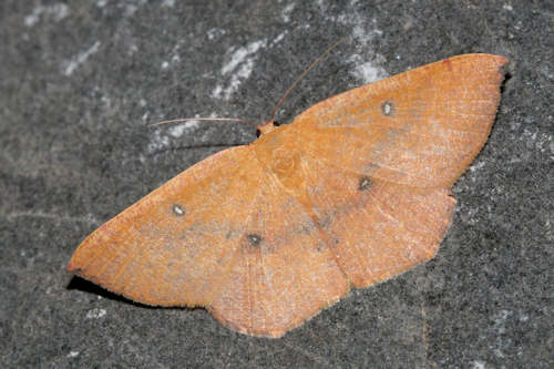 Cyclophora puppillaria: Bild 27