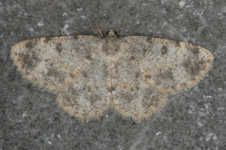 Cyclophora puppillaria: Bild 28