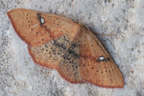 Cyclophora ariadne: Bild 1