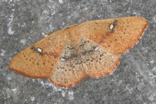 Cyclophora ariadne: Bild 2