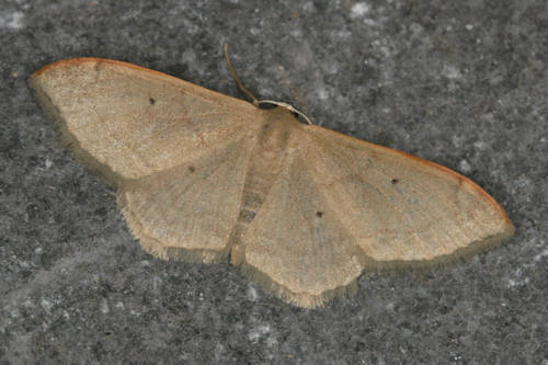 Idaea degeneraria: Bild 22