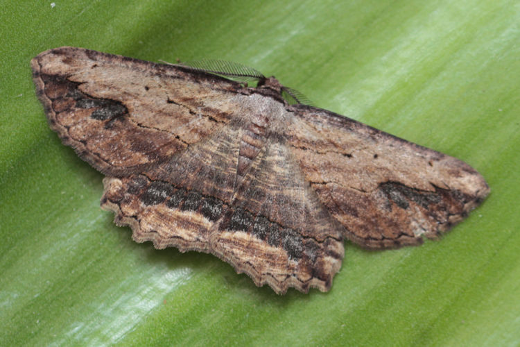 Menophra abruptaria: Bild 4