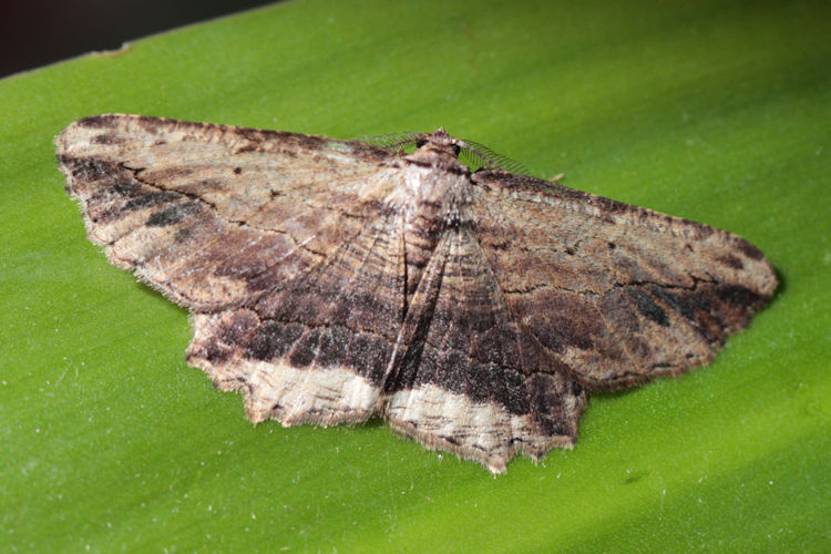 Menophra abruptaria: Bild 5
