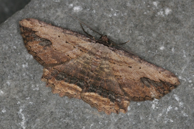 Menophra abruptaria: Bild 6