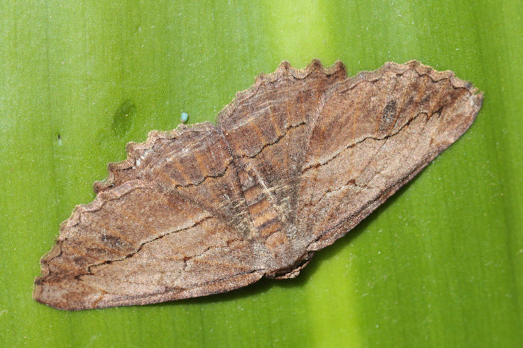 Menophra abruptaria: Bild 13